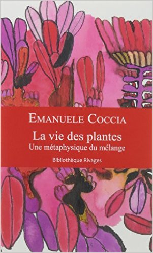 Coccia