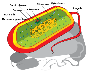 cellule procaryote